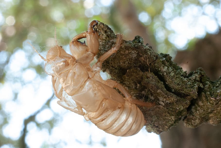 cicada, macro, close up, insects, nature, chrysalis, plant, HD wallpaper