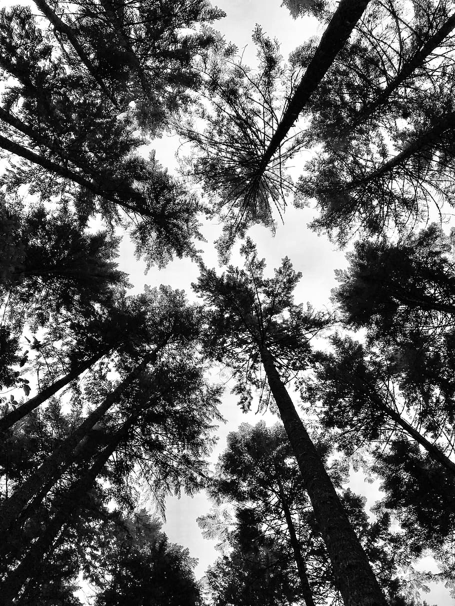 tree, perspective, trees, nature, black and white, sky, plant, HD wallpaper