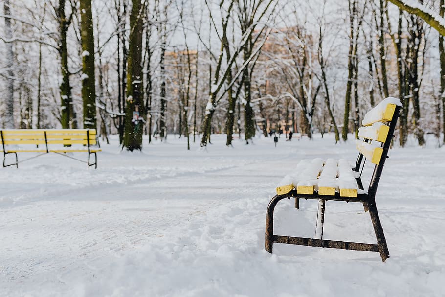Wintery Park, white, clean, outdoor, trees, cold, snow, snowy HD wallpaper