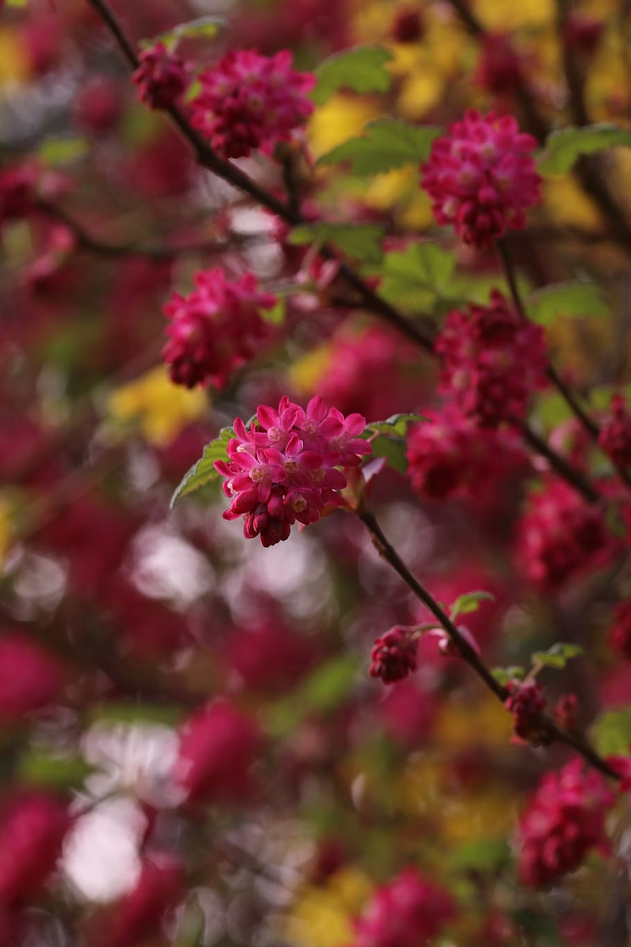 blossom, bloom, spring, nature, plant, botany, flower, flowering plant HD wallpaper