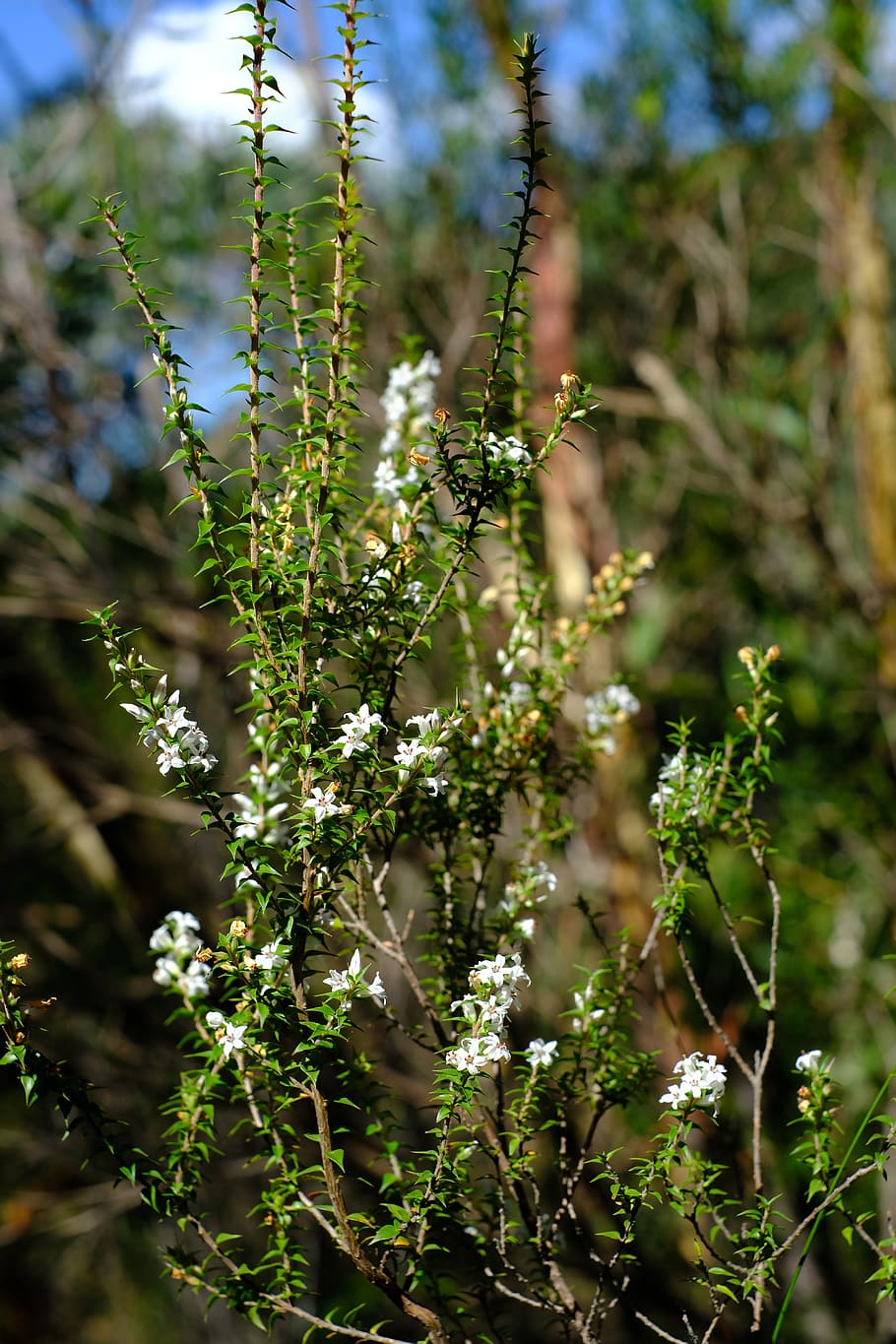 bush, blossom, bloom, white, epacris pulchella, heather green HD wallpaper
