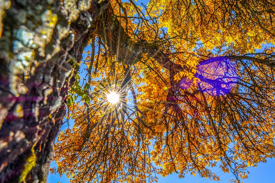 tree, nature, landscape, trees, fall, autumn, sky, season, leaves HD wallpaper