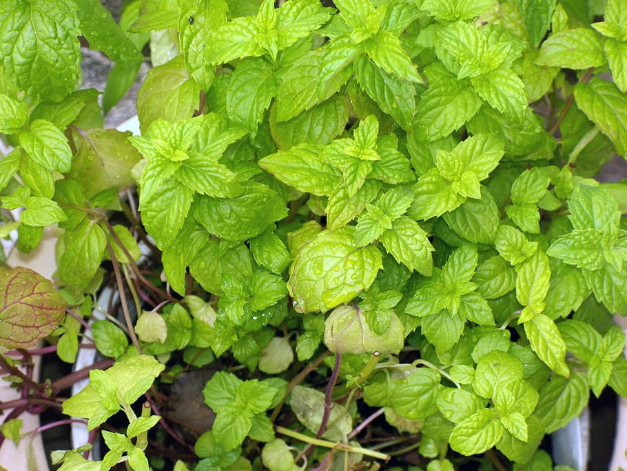 canada, shawinigan, mint, green color, growth, leaf, plant part HD wallpaper