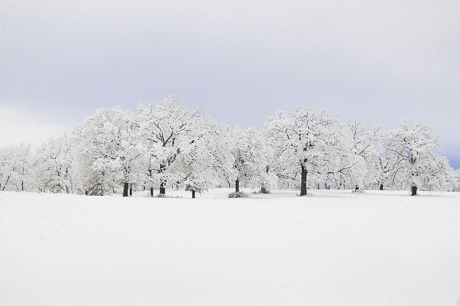 Snow Covered Trees, cold, frost, frosty, nature, scenic, season, HD wallpaper