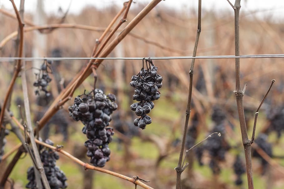 grapes, red wine, vines, vineyard, grapevine, rot, rotten, dry, HD wallpaper
