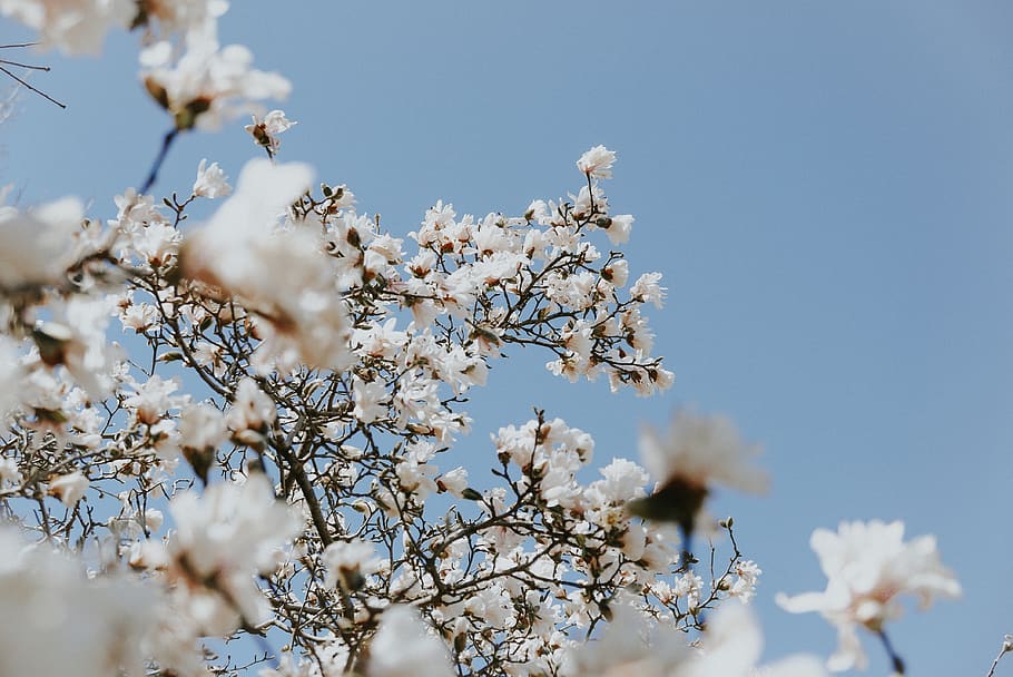 white, flower, bloom, blossoms, nature, plant, blue, sky, flowering plant HD wallpaper