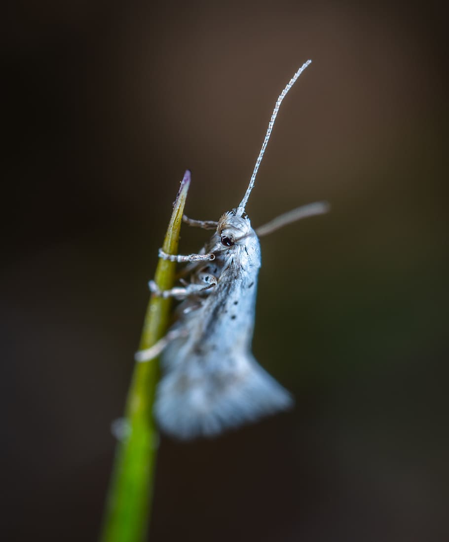 White Insect, bug, close-up, little, macro, moth, one animal HD wallpaper