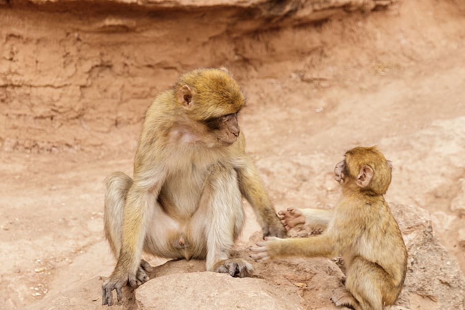 brown monkeys, primate, mammal, animal wildlife, animals in the wild HD wallpaper