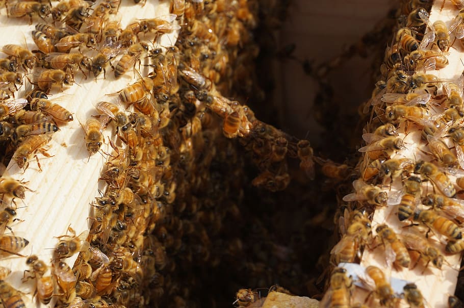 bees, honeybees, frame, beehive, beekeeping, apiary, honey farm, HD wallpaper