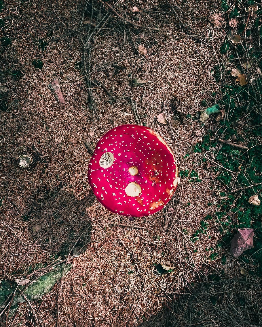 forest, mushroom, red, food, land, high angle view, nature HD wallpaper