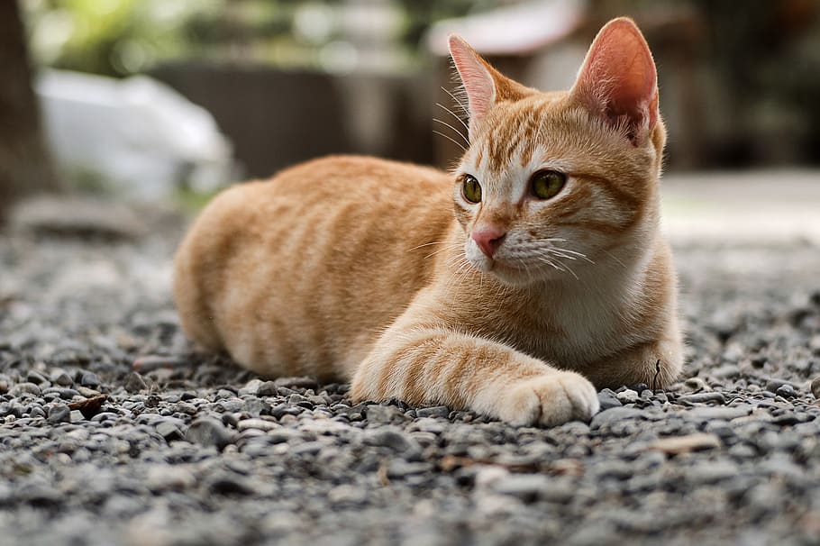 Selective Focus Photography Of Orange Tabby Kitten, adorable HD wallpaper