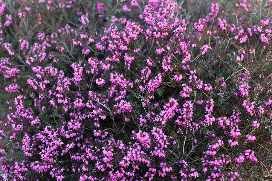 heide, flower, plant, bloom, blossom, heather, pink, garden HD wallpaper