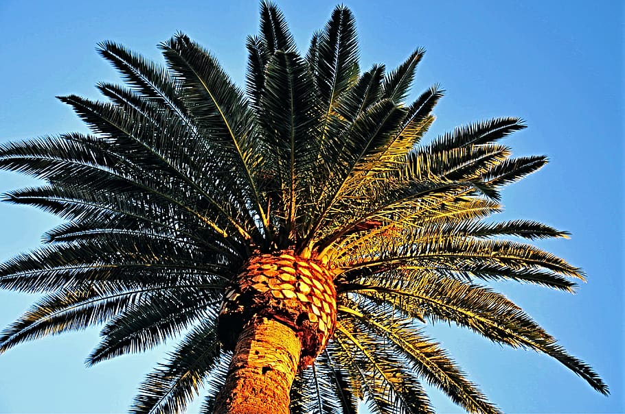 palm tree, summer, nature, tropical, paradise, vacation, travel HD wallpaper