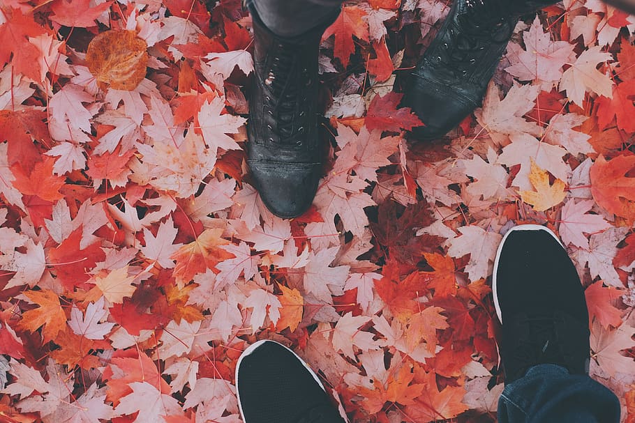 two persons standing on maple leaves, low section, human leg HD wallpaper