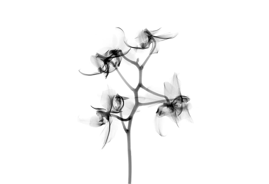 black flower artwork, studio shot, white background, close-up HD wallpaper