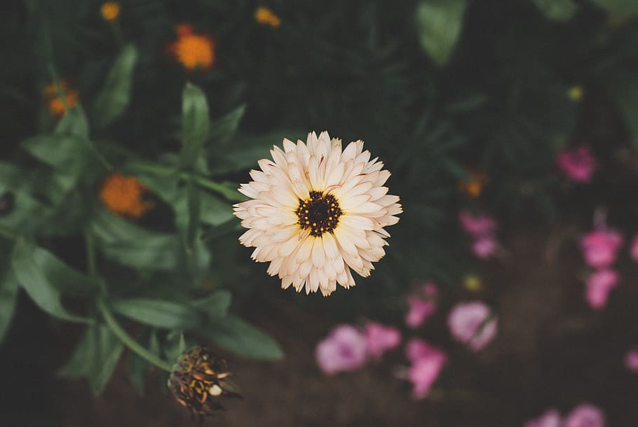 bloom, blossoms, flowers, gray, green, leaves, orange, petals HD wallpaper