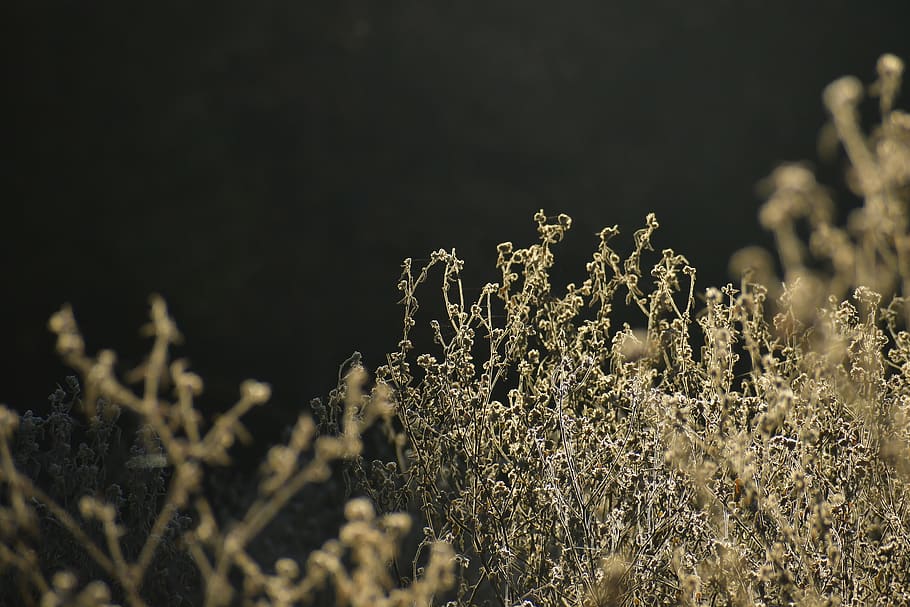green-leaved plant, grass, nature, outdoors, vegetation, light HD wallpaper