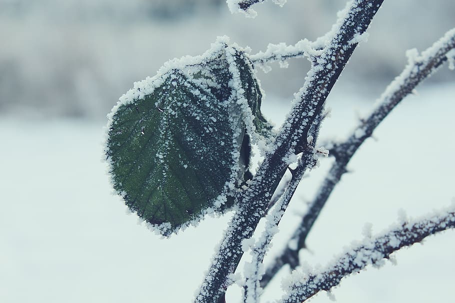 Selective Focus Photography of Green Leaf on Branch With Snow HD wallpaper