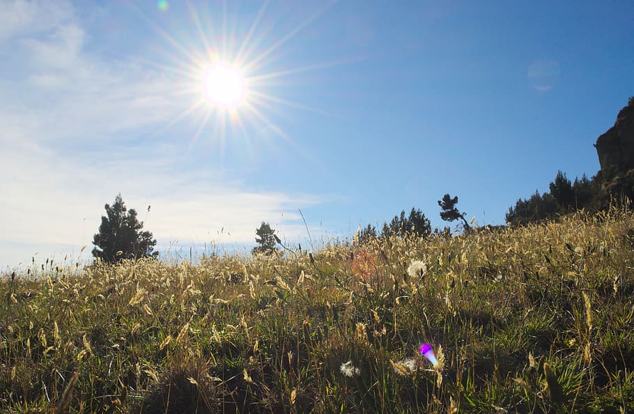 sunlight, sunshine, sunny, summer, trees, grass, field, mountain HD wallpaper