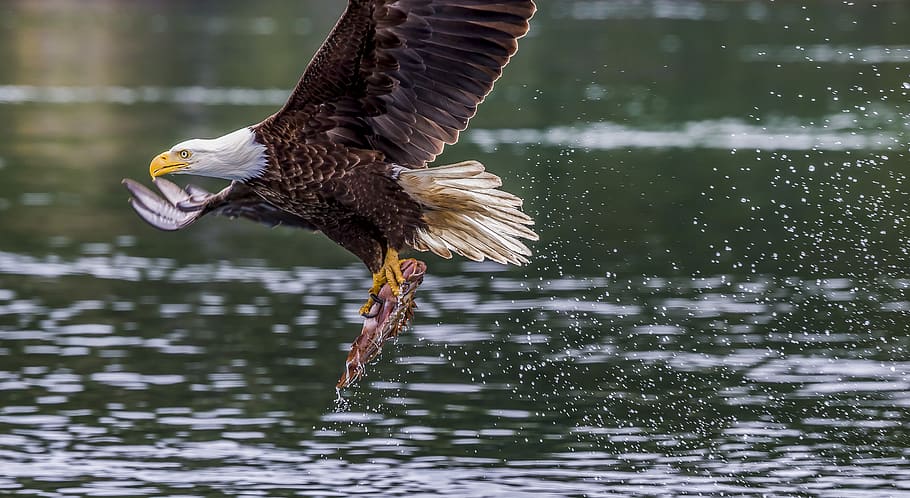 eagle fetching fish, animal, vertebrate, animal themes, animals in the wild HD wallpaper