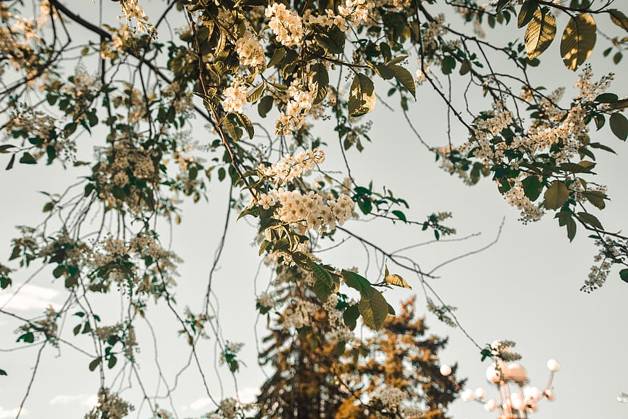 Close-up Photo of White Flowers, blooming, blossom, blur, branches HD wallpaper