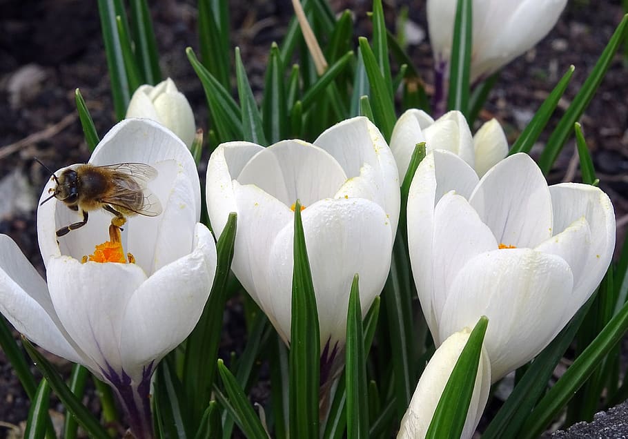 crocus, bee, pollen, flower, blossom, bloom, pollination, spring HD wallpaper