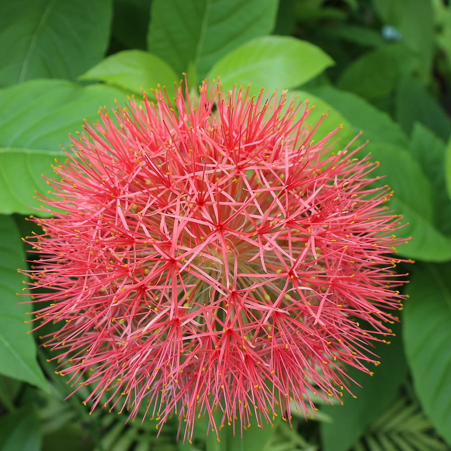 red hydrangea, leaf, apple, green, garden, outside, nice, round HD wallpaper