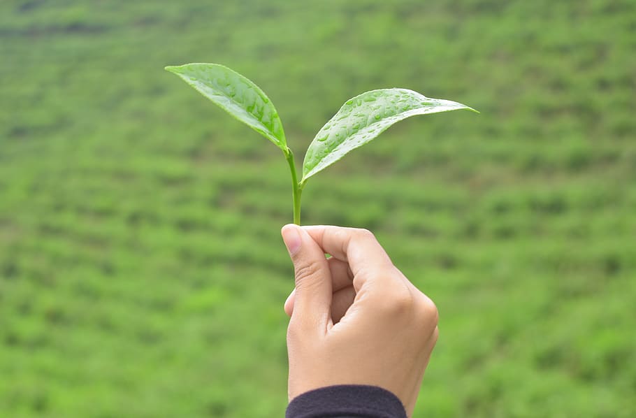 tea, leaf, nature, hand, dew, human hand, holding, plant part HD wallpaper