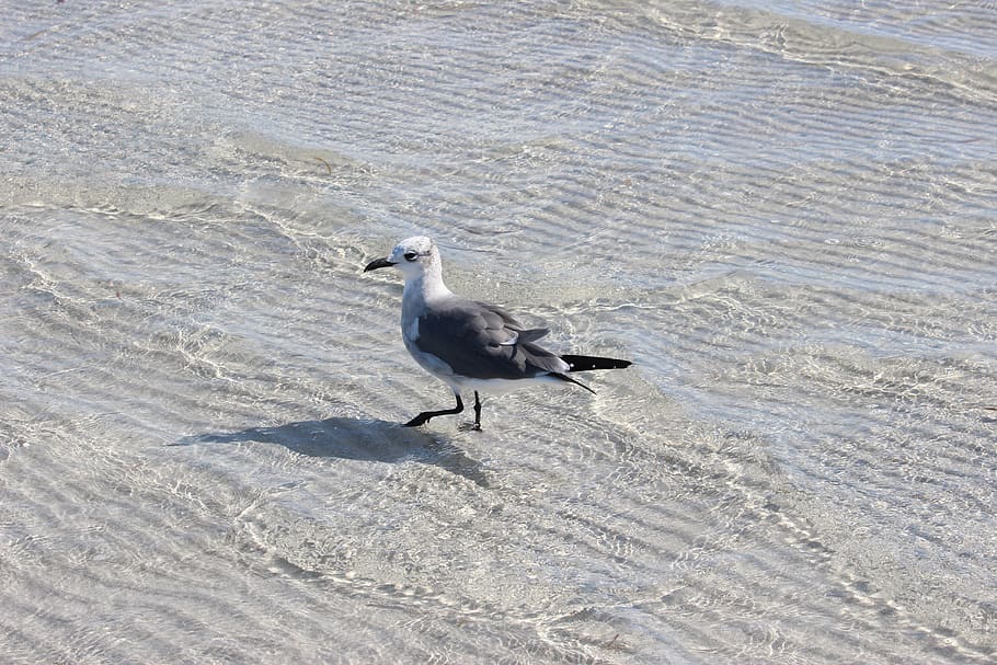 seagull, sand, water, clear, waves, mouvement, ocean, bird HD wallpaper