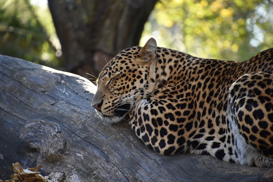 leopard, nature, close up, wild, predator, carnivore, zoo, feline HD wallpaper