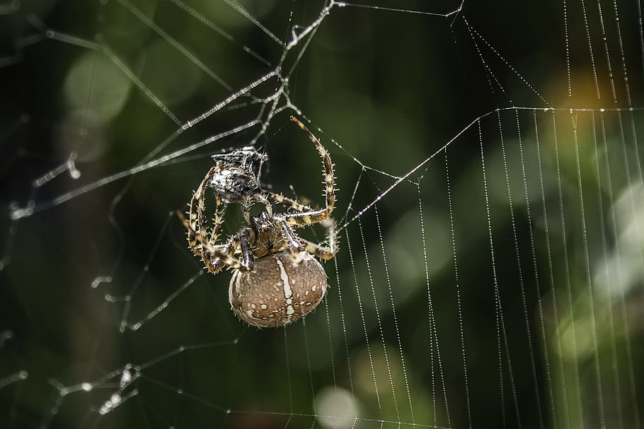araneus, spider, cobweb, insect, close up, nature, garden spider HD wallpaper
