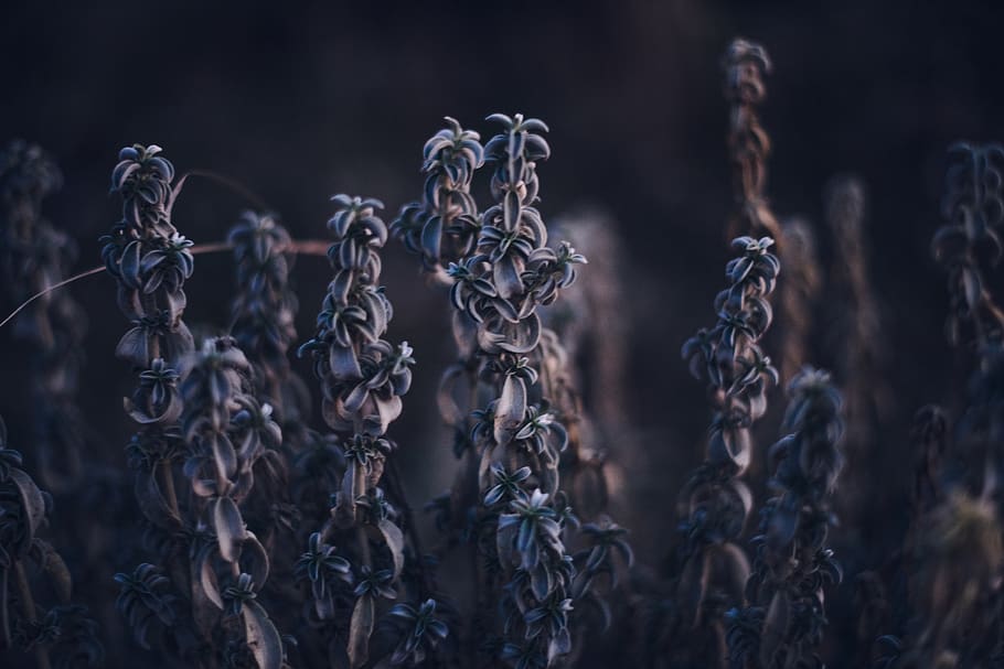 purple plant, spain, madrid, nature, grass, lavender, outdoors HD wallpaper