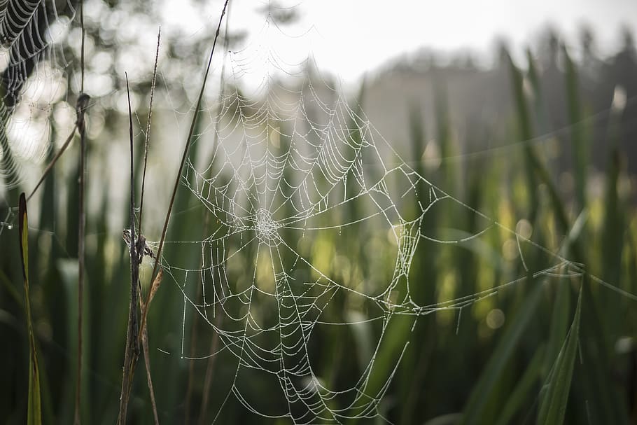 cobweb, morgentau, cobwebs, macro, drop of water, spider webs HD wallpaper
