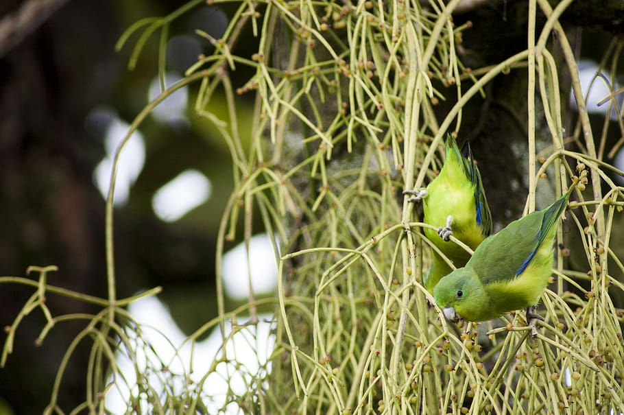 brazil, peruibe, tree, feeding, green, birds, tuim, birdwatching HD wallpaper