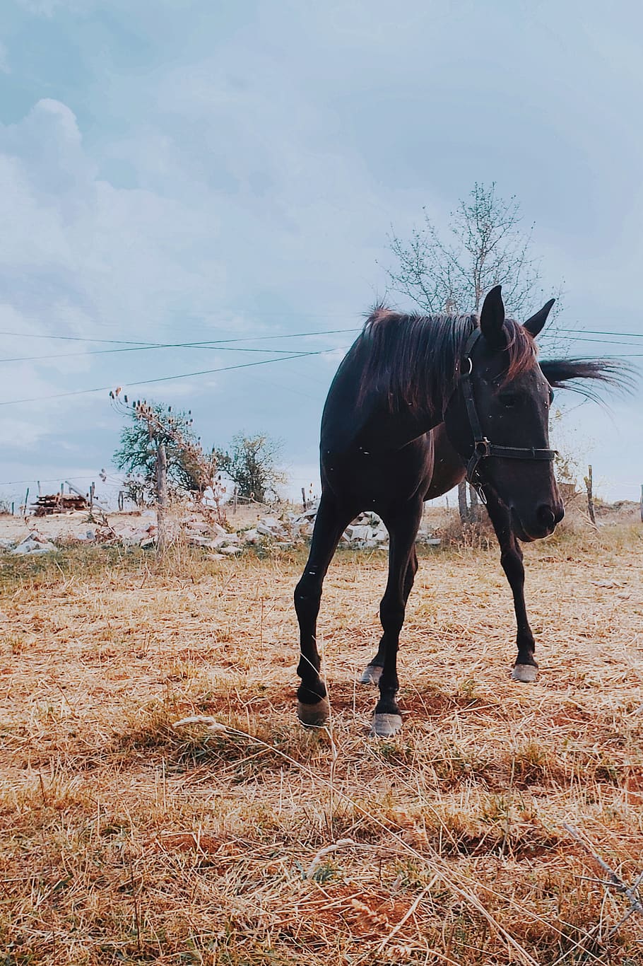 turkey, daday, horse, black, fade, dark, tree, black pearl HD wallpaper