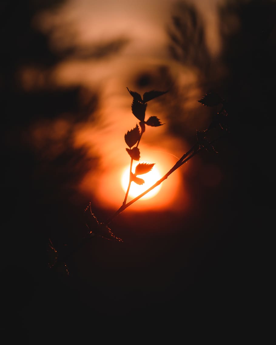 light, flare, leaf, plant, bird, animal, silhouette, sunlight HD wallpaper