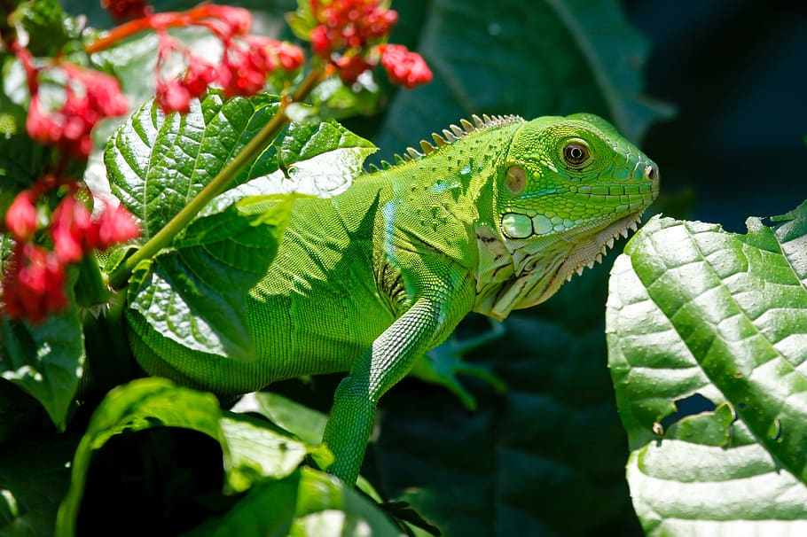 Green Reptile on Red and Green Leaves, iguana, lizard, nature HD wallpaper
