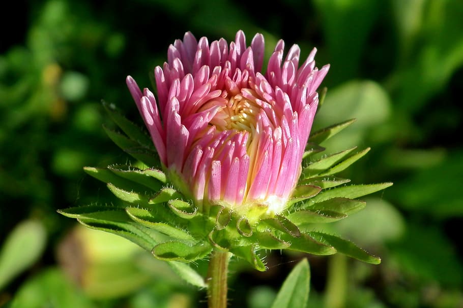 aster, flower, bud, pink, garden, wheatgrass, macro, summer HD wallpaper