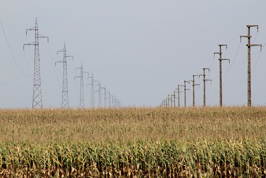corn, food, energy, wire, field, sky, technology, land, electricity pylon HD wallpaper
