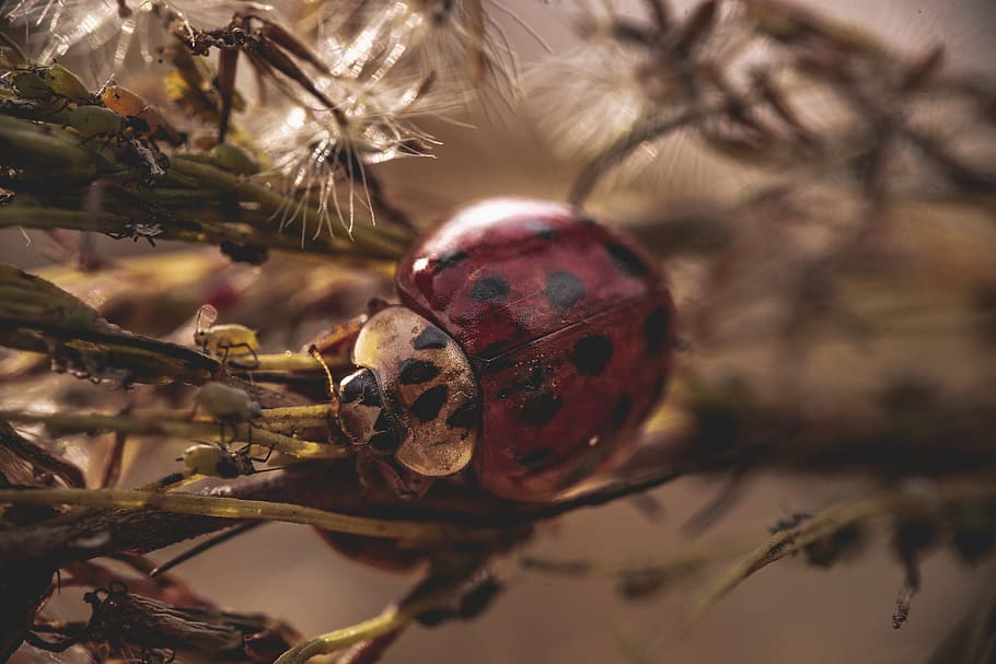 ladybug on tree, holiday, celebration, close-up, christmas, christmas ornament HD wallpaper