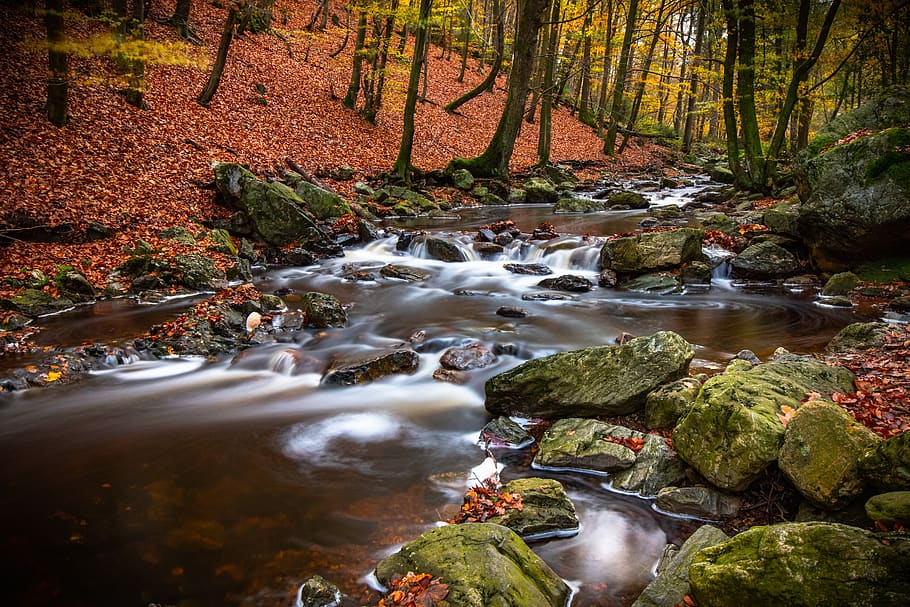 water courses, streams, fall, tree, rock, rock - object, forest HD wallpaper