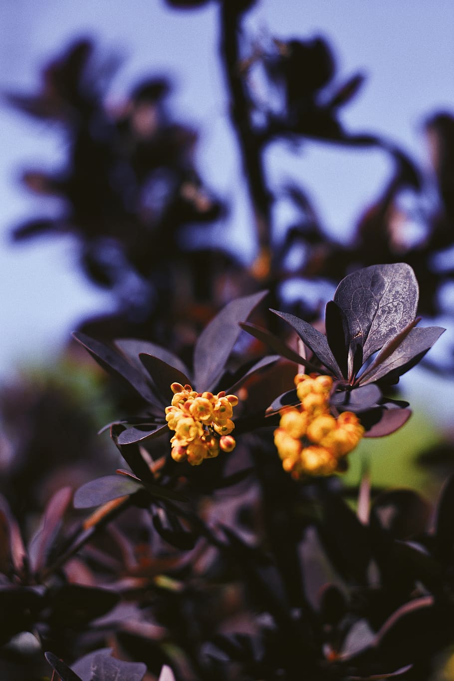 plant, flowering plant, beauty in nature, growth, close-up HD wallpaper
