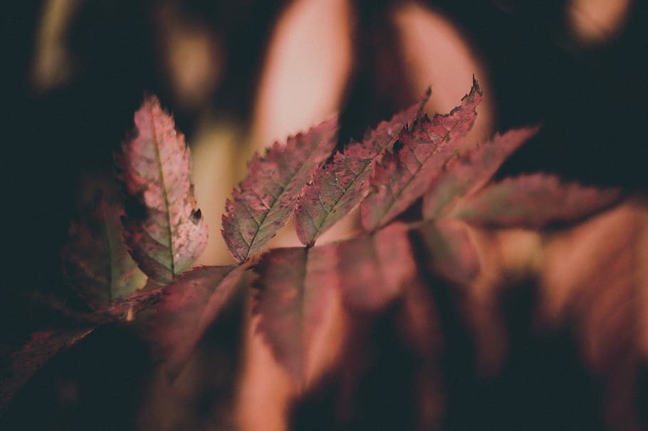 red-leafed plant, close-up, plant part, autumn, selective focus HD wallpaper