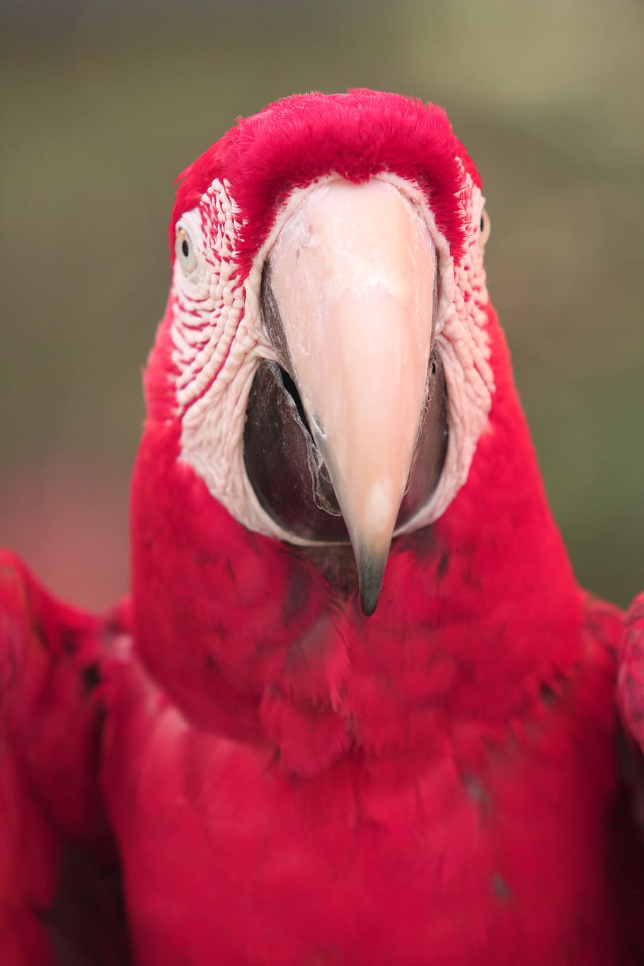 macoy, parrot, bird, wings, animal themes, red, vertebrate HD wallpaper