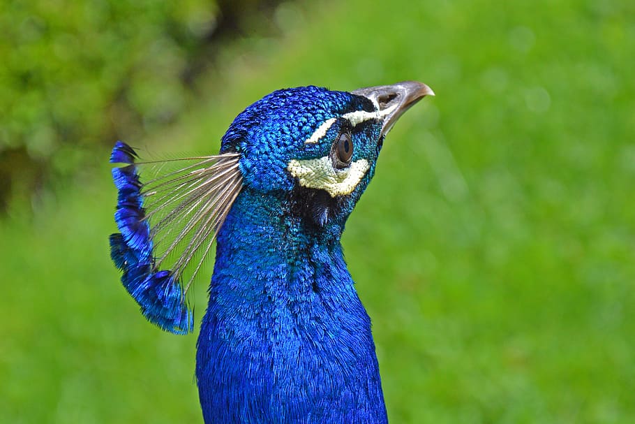 peacock, head, bird, meadow, green, animal, pride, feather HD wallpaper
