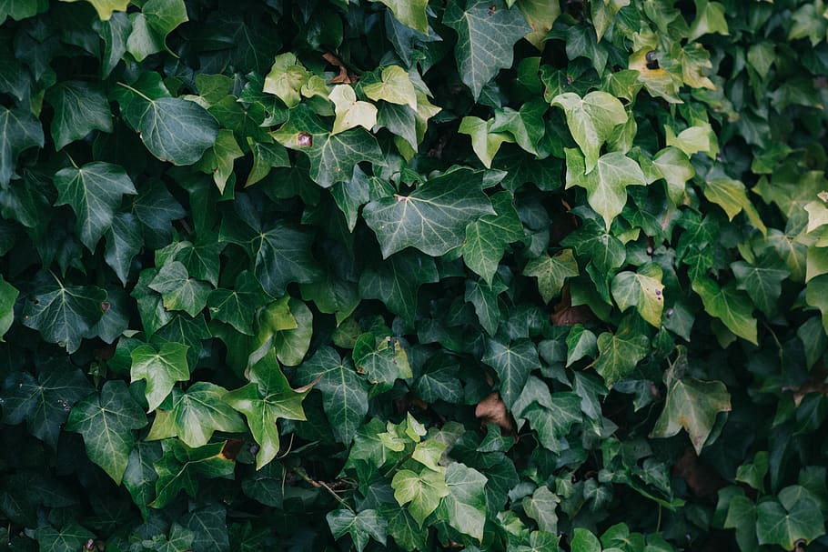 green plant, leaf, ivy, background, vine, flower, blossom, potted plant HD wallpaper