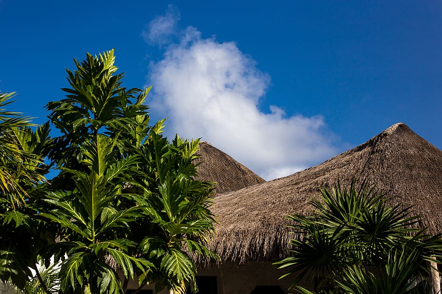 low-angle photography of nipa hut beside tree under cloudy sky, HD wallpaper