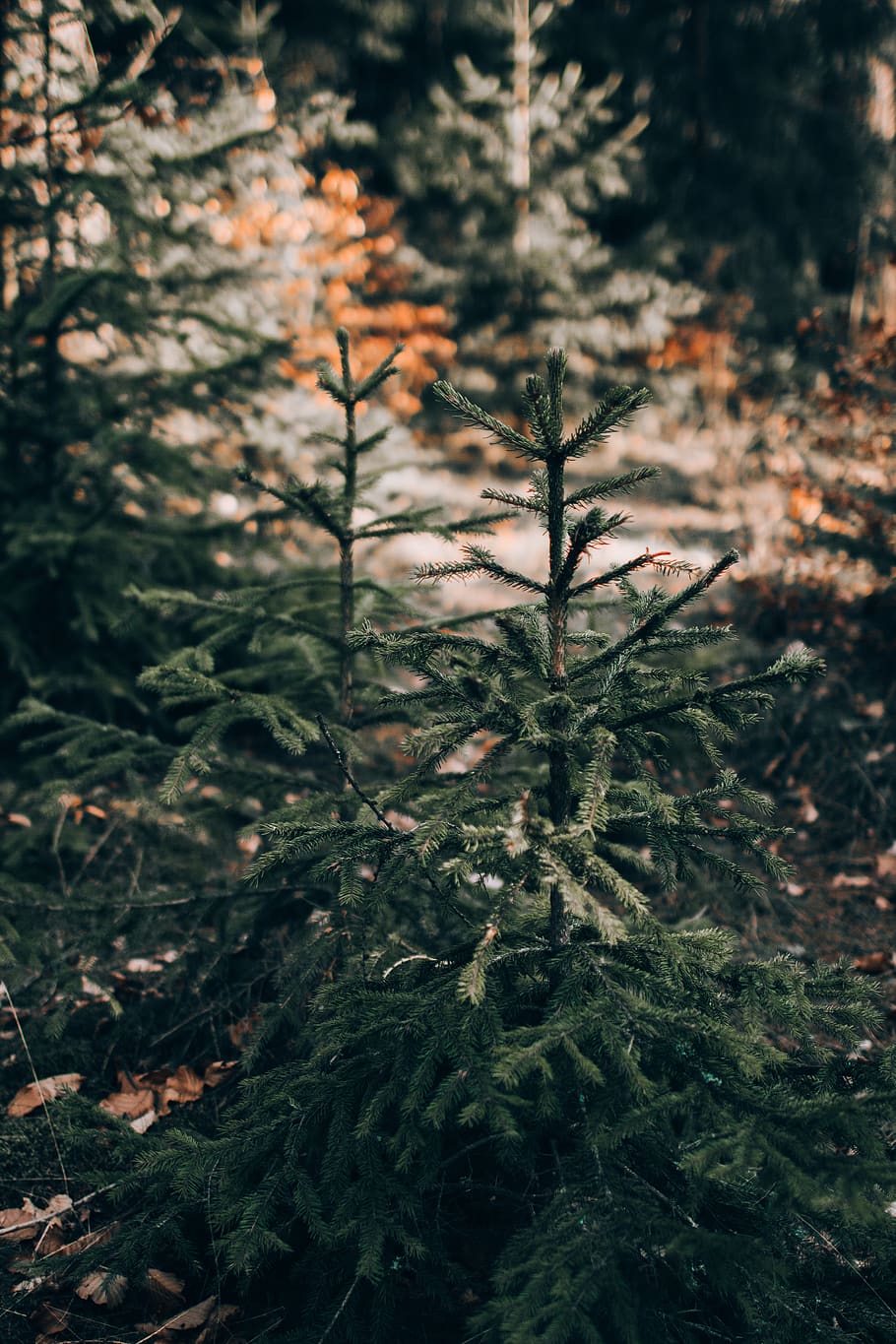 pine tree, plant, nature, growth, no people, beauty in nature HD wallpaper