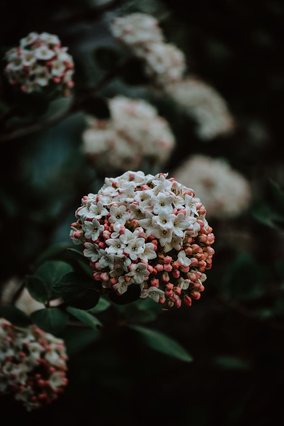 white flowers, plant, flora, weed, blossom, cherry blossom, pink HD wallpaper