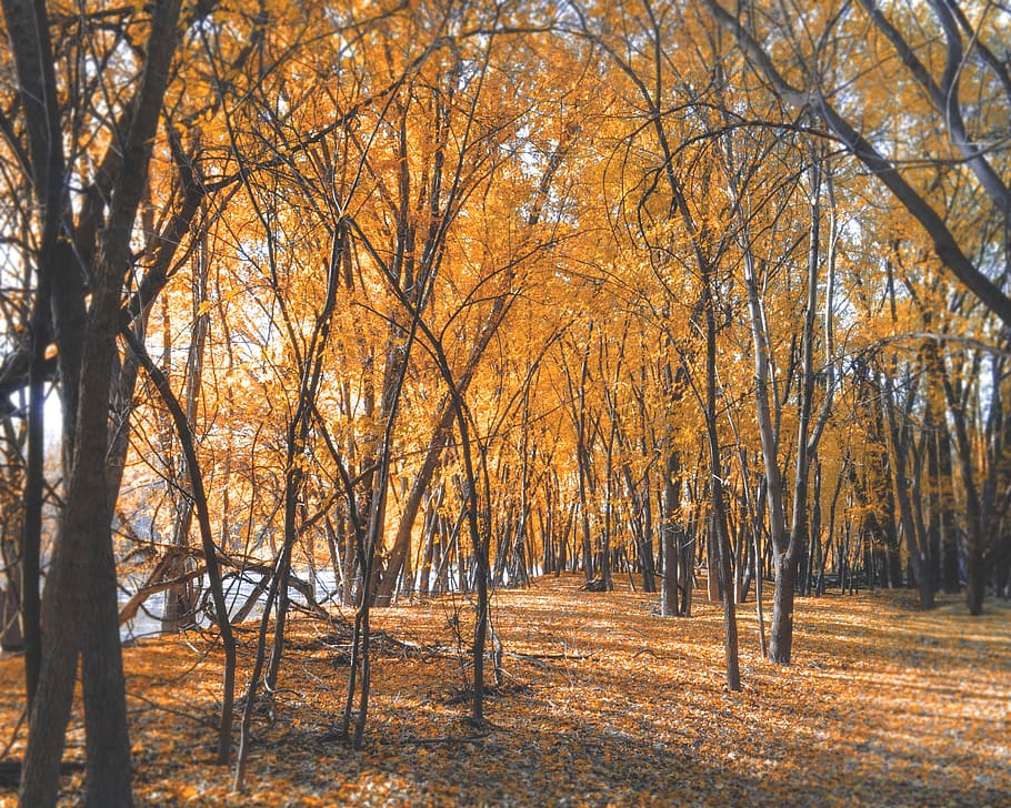 orange leafed trees, flora, birch, plant, united states, fort snelling state park HD wallpaper